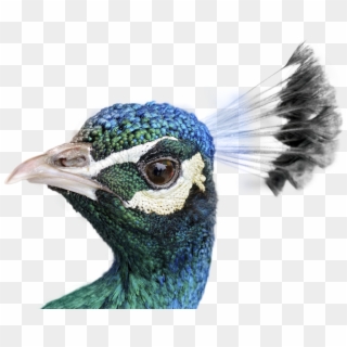Peacock Cost, HD Png Download