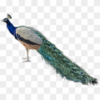 Peacock Png Transparent Images - Peacock .png, Png Download
