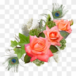 Rose, Rose Flower, Hydrangeas, Lilac, Peacock - Transparent Png Format Flower Png, Png Download