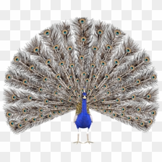 Peacock Feather Krishna Png - Peacock Render, Transparent Png