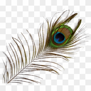 Peacock Feather Images Png, Transparent Png