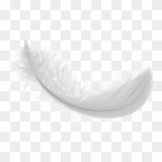 Feather Png Image -white Feather Png Download Image - Feather Png Real White, Transparent Png