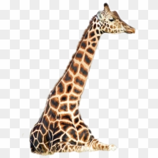 Giraffe Png Image - Giraffidae, Transparent Png