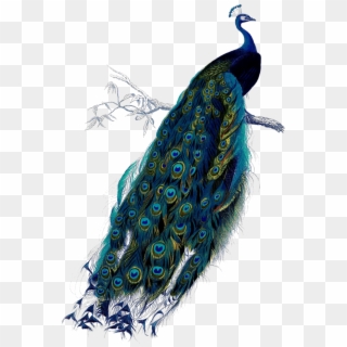 Vintage Peacock Png, Transparent Png