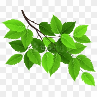 Tree Branches With Leaves Png - Tree Branch Leaves Transparent, Png Download
