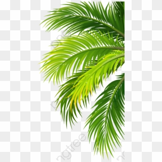 Transparent Palm Leaf Png - Coconut Leaf Png, Png Download