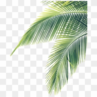 Transparent Palm Branches Clipart - Palm Tree Leaf Png, Png Download