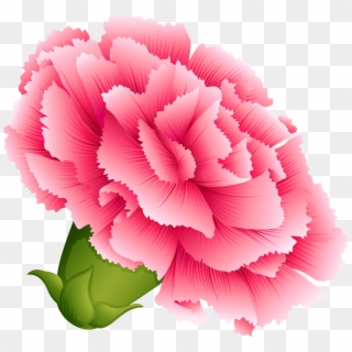 Transparent Flower Clipart Png - Carnation Clipart, Png Download