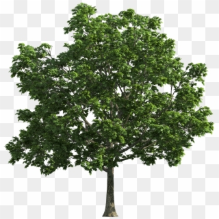 High Resolution Trees Png, Transparent Png