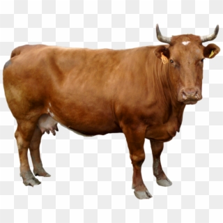 Brown Cow Png Image - Cow Png Hd, Transparent Png