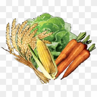 Vegetable - Carrot, HD Png Download