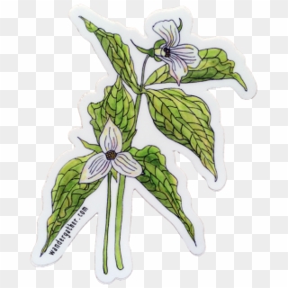 Trillium Drawing White - Erythronium Dens-canis, HD Png Download