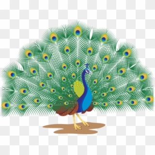 Peacock Clipart Peacock Dance - Peacock With White Background, HD Png ...
