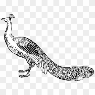 Animals, Sketch, Cartoon, Birds, Bird, Long, Peacock - Black And White Picture Of Peacock, HD Png Download