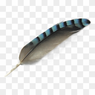 Transparent Peacock Feather Clipart - Bird Feather Png, Png Download
