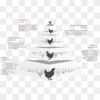 Production Pyramid - Rooster, HD Png Download
