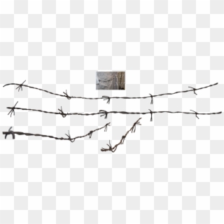 Barbed Wire Fence Chain-link Fencing - Barbed Wire Wire Png, Transparent Png