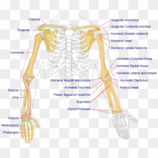 Human Arm Bones Diagram - Bones In The Arm, HD Png Download - 858x753 ...