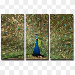 Seegart 3 Panels Peacock Peafowl Paint Photos On Canvas - Indian Peafowl, HD Png Download