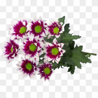 Sp Together 3d Vrijstaand2 - African Daisy, HD Png Download