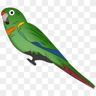 Santa Marta Parakeet - Lovebird, HD Png Download