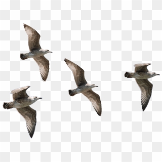 Seagulls Flying - Transparent Background Bird Flying Png, Png Download