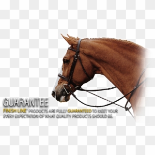 Horse, HD Png Download
