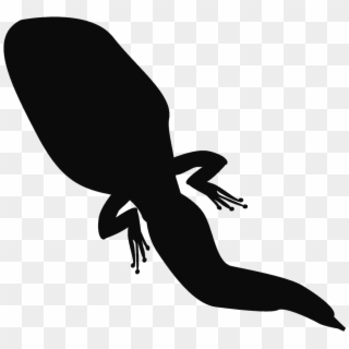 Frog Silhouette Tadpole Amphibian - Silueta De Renacuajo, HD Png Download