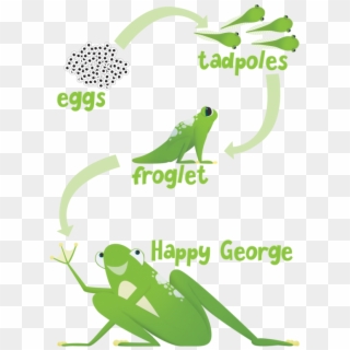 Activities For Children With - Frog, HD Png Download