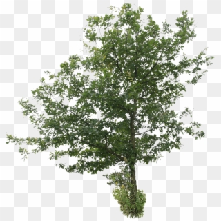 2d Trees - Tree Cut Out Png Free, Transparent Png