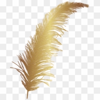 #feather #gold #accent #decal - Golden Feather Png, Transparent Png