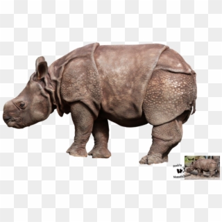 Baby Rhino Png, Transparent Png