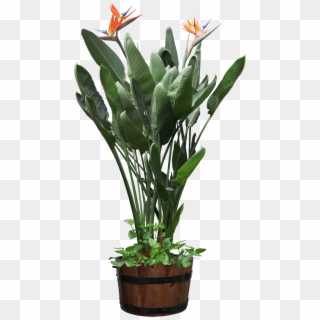 Houseplant Bird Of Paradise Flower Flowerpot - Potted Plant Transparent Png, Png Download