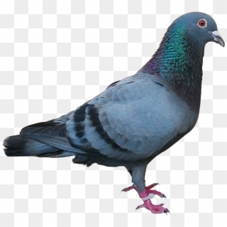 White Flying Pigeon Png Image - Pigeon Png, Transparent Png