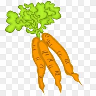 Carrots Leave Drawing Transparent Png Clipart Free - Carrot, Png Download