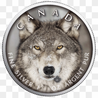 Storyworks Saving America S Wolves - Did Humans Tame Wolves, HD Png Download