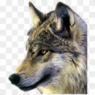 Wolf, HD Png Download