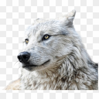Wolf, Animals, Predator, Clipping, Graphics, Carnivore, HD Png Download