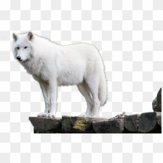 White Wolf Png - White Wolf Transparent Background, Png Download