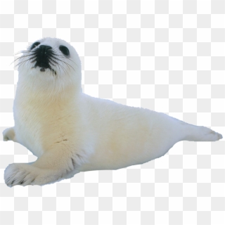 Transparent Sea Lion Png - Harp Seal, Png Download