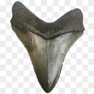 Shark Teeth Png - Megalodon Tooth Clear Background, Transparent Png