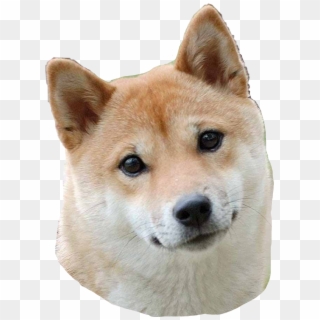 Little Shib - Doge Such Model, HD Png Download
