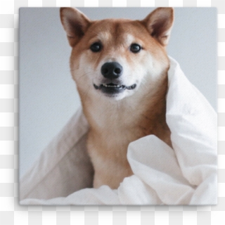 Mensweardog Woke Up Like This Canvas - Shiba Inu, HD Png Download