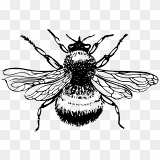 Bumble Bee Black And White, HD Png Download