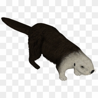 Northern Sea Otter , Png Download - Punxsutawney Phil, Transparent Png