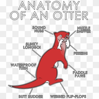 Anatomy Of An Otter, HD Png Download