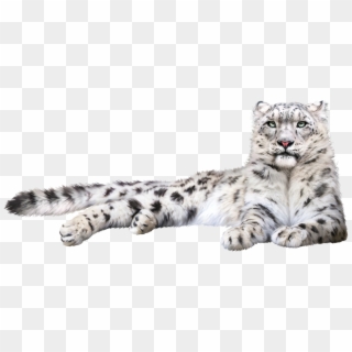 Snow Leopard Felidae Cat Whiskers - Transparent Background Snow Leopard Transparent, HD Png Download