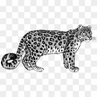 Snow Leopard Clipart Black And White, HD Png Download