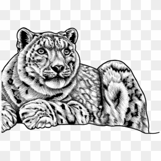Snow Leopard - Sketch Of Snow Leopard, HD Png Download