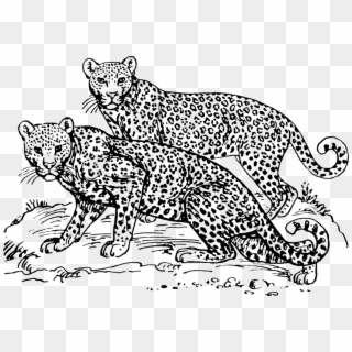 Art,wild Cat,carnivoran - Leopards Clipart Black And White, HD Png Download